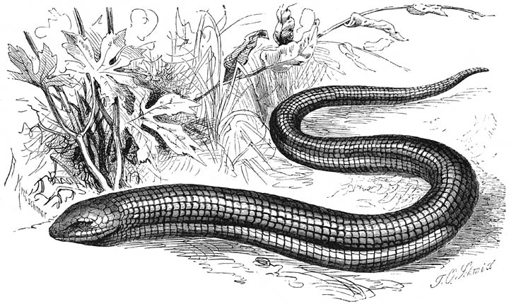 Scheltopoesik (Ophisaurus apus). &frac14; v. d. ware grootte.