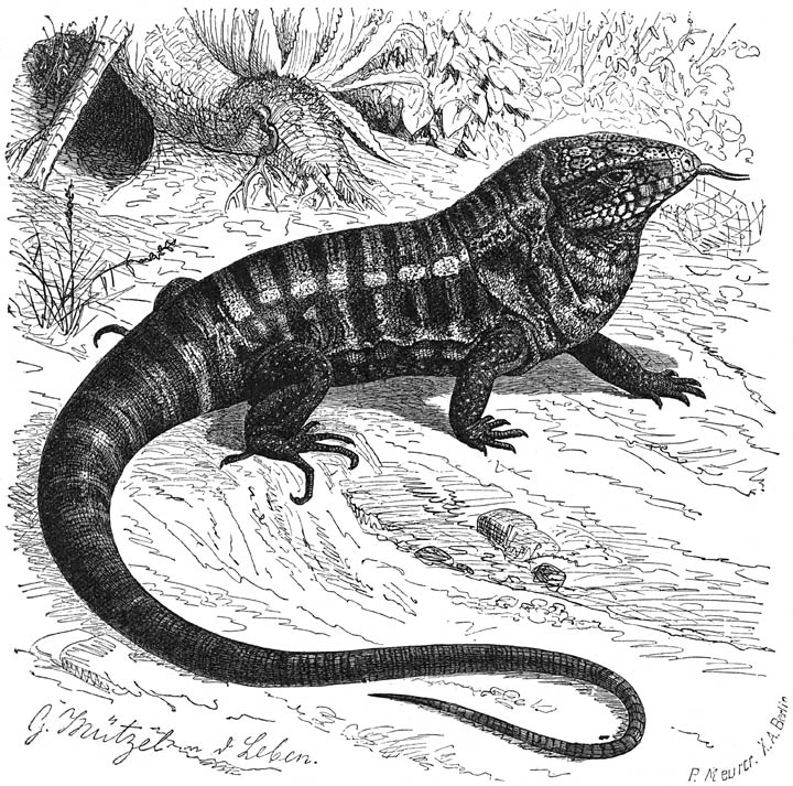 Teju (Tupinambis teguixin). &frac14; v.d. ware grootte.