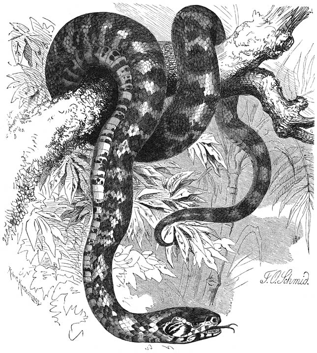 Panterslang (Ptyas pantherinus). &frac14; v. d. ware grootte.