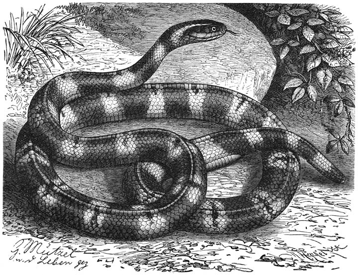 Pama (Bungarus fasciatus). &frac14; v. d. ware grootte.