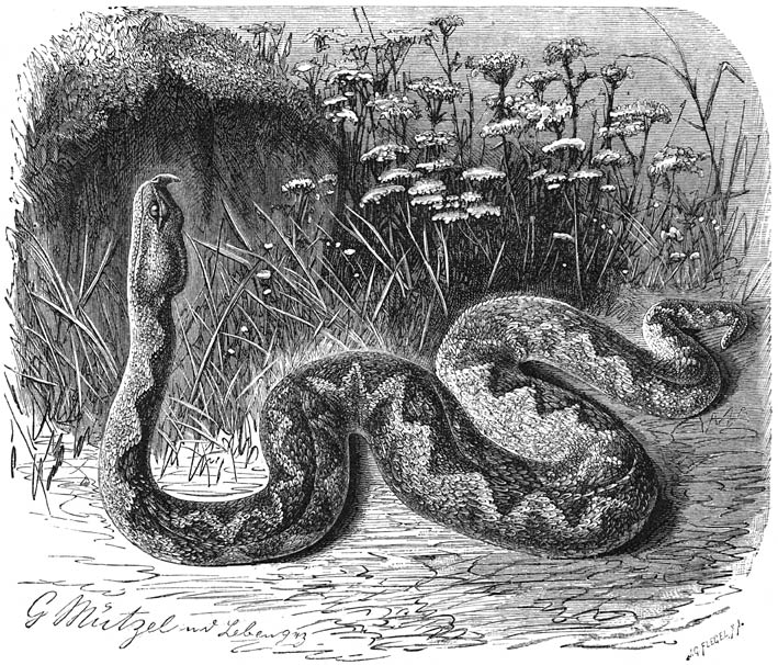 Zandadder (Vipera ammodytes). &frac12; v. d. ware grootte.