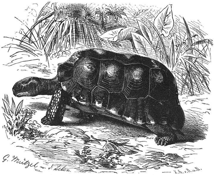 Woudschildpad (Testudo tabulata). &frac14; v. d. ware grootte.