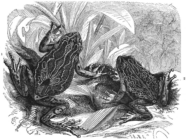 Zakvorsch (Nototrema marsupiatum): 1) Wijfje,&mdash;2) Mannetje. Ware grootte.