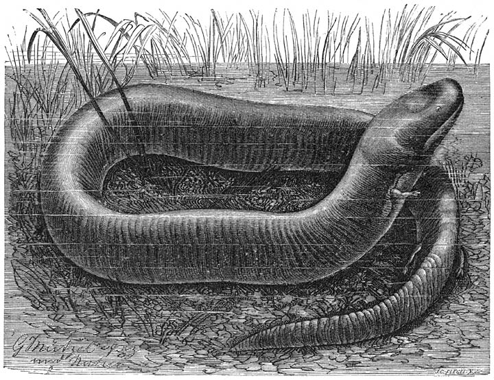 Aalsalmander (Amphiuma means). &frac12; v. d. ware grootte.