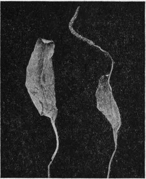 Ophioglossum vulgatum. The Adder&rsquo;s Tongue.