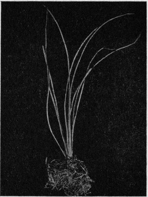 Iso&euml;tes lacustris. The Quillwort.