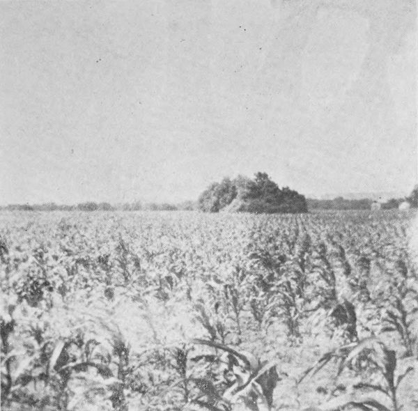 Mound on farm of W. J. Eichorn near Spring Bay,
Woodford County, Illinois