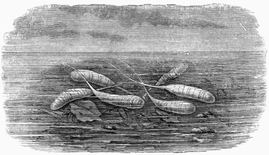 Fig. 40.&mdash;Larv� of a Helophilus.