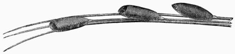 Fig. 43.&mdash;Eggs of the Gad-fly (&OElig;strus (gasterophilus) equi) deposited on the hairs of a horse.