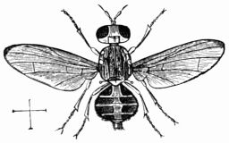 Fig. 65.&mdash;Dacus ole�.