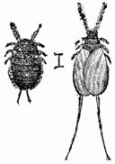 Fig. 92.&mdash;Cochineal insects, (Coccus cacti) male and female.