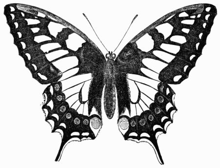 Fig. 139.&mdash;Swallow-tailed Butterfly 