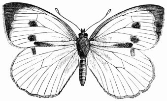 Fig. 144.&mdash;Pieris brassic�.