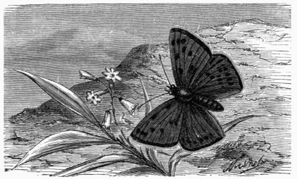 Fig. 154.&mdash;Polyommatus (Lyc�na) gordius.