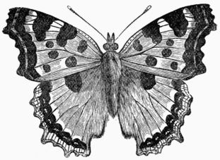 Fig. 158.&mdash;Large Tortoise-shell Butterfly 