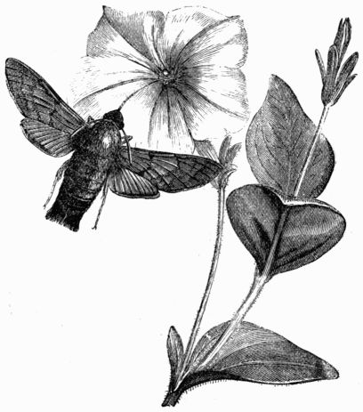 Fig. 178.&mdash;Humming-bird Hawk-Moth 