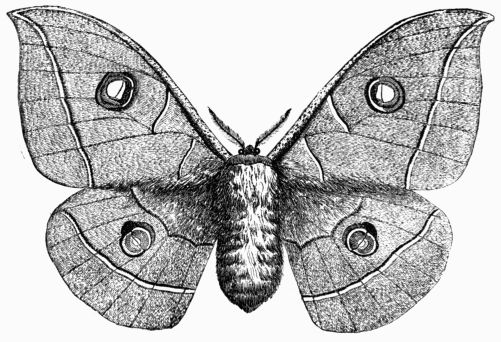 Fig. 223.&mdash;Attacus (Bombyx) Yama-Ma�.