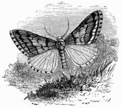Fig. 262.&mdash;Hybernia leucophearia, male.