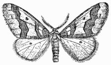 Fig. 263.&mdash;Winter Moth 
