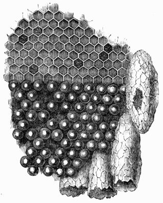 Fig. 320.&mdash;Portion of the comb, with the eggs occupying the
  cells. One of the royal cells has been opened by the queen.