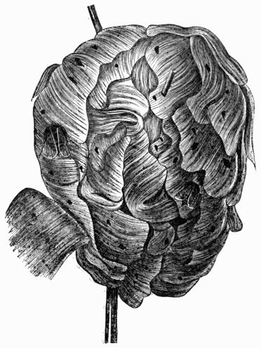 Fig. 350.&mdash;Exterior of a Wasp's Nest on a branch of a tree.