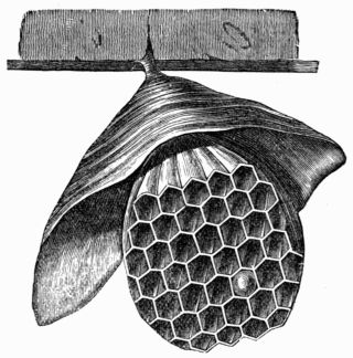 Fig. 352.&mdash;Hanging Hornet's Nest.
