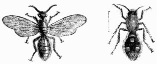 Fig. 372.&mdash;Mutilla Europ�a, male and female.