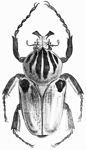 Fig. 428.&mdash;Goliathus cacicus, male.