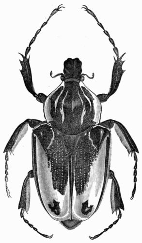 Fig. 429.&mdash;Goliathus cacicus, female.