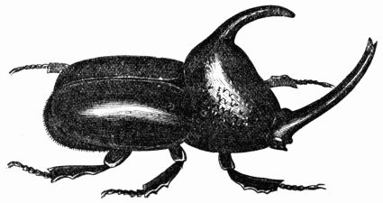 Fig. 441.&mdash;Scarab�us enema, or Enema infundibulum.
