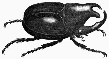 Fig. 443.&mdash;Megacerus chorin�us.