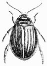 Fig. 481.&mdash;Acilius fasciatus (female).