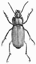 Fig. 518.&mdash;Harpalus �neus.
