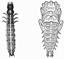 Fig. 522.&mdash;Larva and pupa of Mormolyce phyllodes.