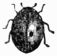 Fig. 565.&mdash;Lady-bird (