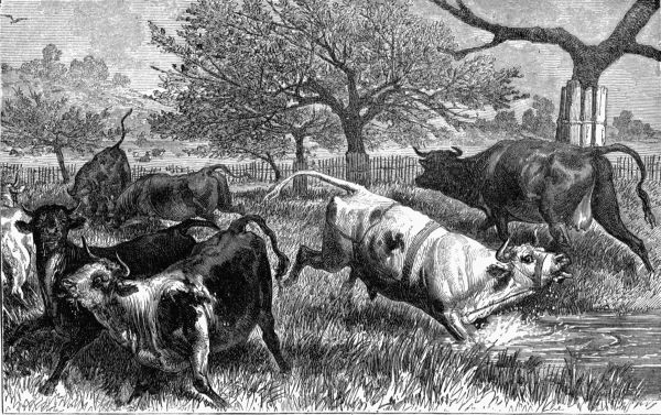 II.&mdash;A Herd of Cattle attacked by Bot-flies (&OElig;strus bovis).
