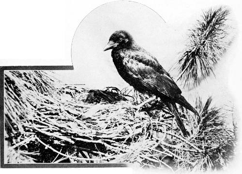 Taken in Oregon. Photo by Bohlman and Finley.
WESTERN CROW AT NEST.