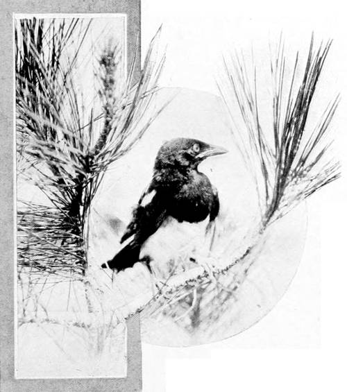 Taken near Spokane. Photo by Fred S. Merrill.
YOUNG MAGPIE.