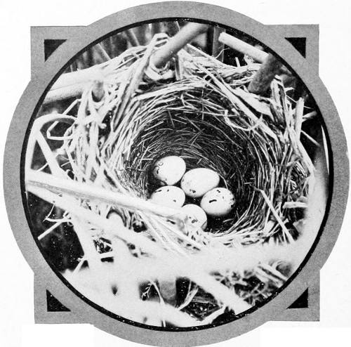 Taken near Spokane. Photo by F. S. Merrill.
NEST AND EGGS OF THE COLUMBIAN REDWING.