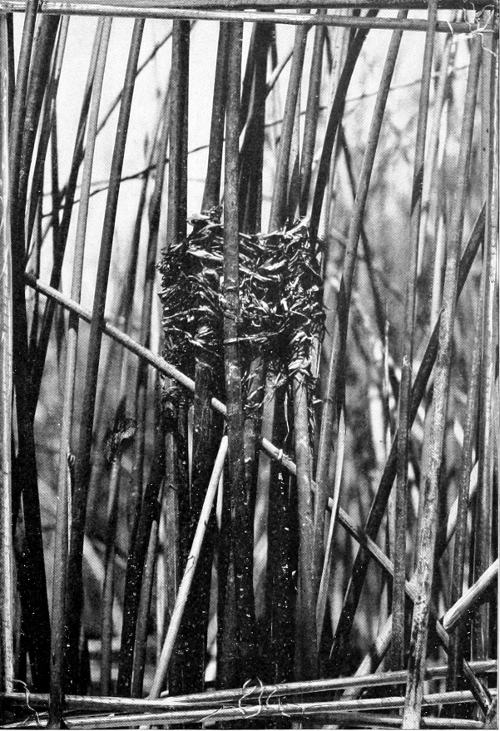 Taken in Douglas County. Photo by W. Leon Dawson.
NEST OF YELLOW-HEADED BLACKBIRD IN TULES.