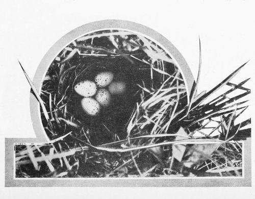 Taken in Stevens County. Photo by the Author.
NEST AND EGGS OF THE WESTERN MEADOWLARK.