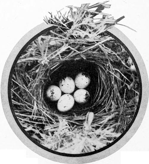 Taken in Douglas County. Photo by the Author.
A SAGE-BUSH NEST.