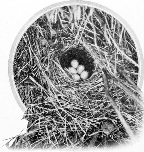 Taken near Chelan. Photo by the Author.
GROUND NEST OF WESTERN LARK SPARROW.