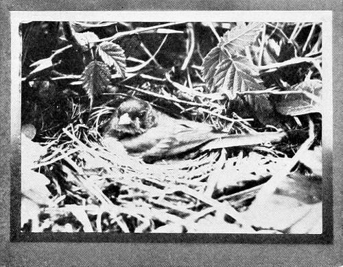 Taken near Portland. Photo by W. L. Finley.
SIR! YOU INTRUDE!
FEMALE SHUFELDT JUNCO ON NEST.