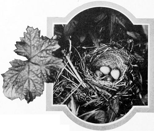 Taken in Whatcom County. Photo by the Author.
NEST AND EGGS OF SHUFELDT JUNCO.