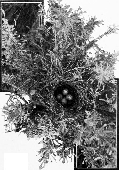 Taken in Douglas County. Photo by the Author.
NEST AND EGGS OF BREWER SPARROW.