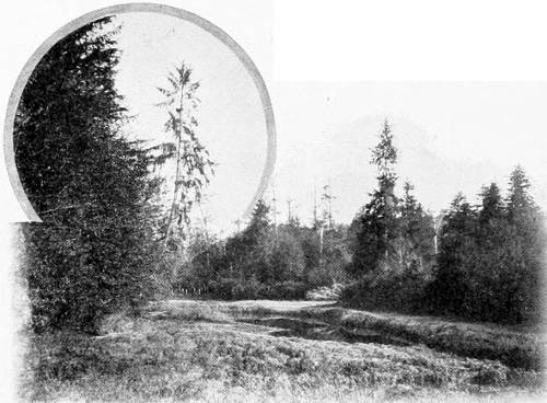 Taken in Clallam County. Photo by the Author.
THE GROSBEAK&rsquo;S CONCERT HALL.