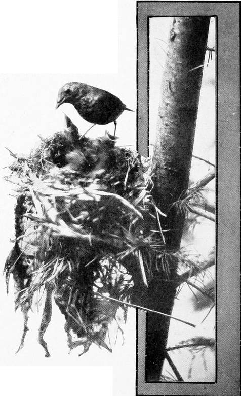 Taken in Oregon. Photo by Bohlman and Finley.
MOTHER RUSSET AND HER BROOD.