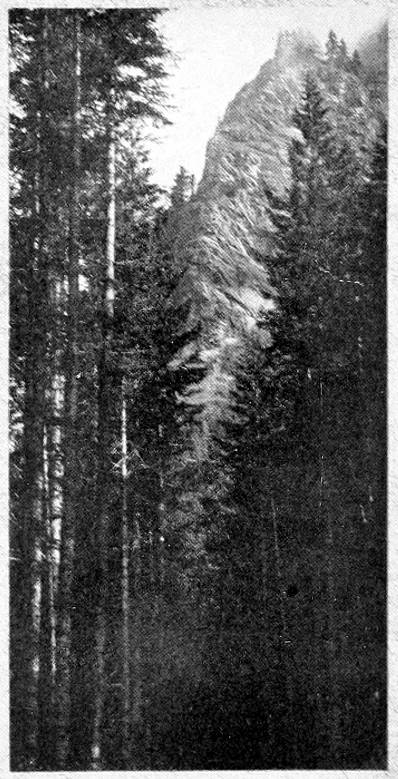 Taken in Rainier National Park. Photo by W. L. Dawson.
&ldquo;GIVEN TALL TIMBER.&rdquo;