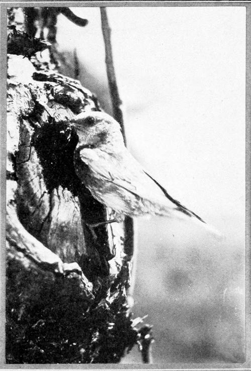 Taken in Oregon. Photo by Finley and Bohlman.
WESTERN BLUEBIRD AT NEST.